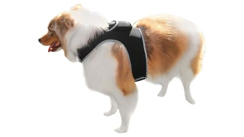 NEW Waterproof GPS Collar for Dogs Mini Realtime Pet Location Tracker Size:M