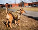 Metallic Fashion Pet Parka Coat