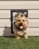 PetSafe Wall Dog Door